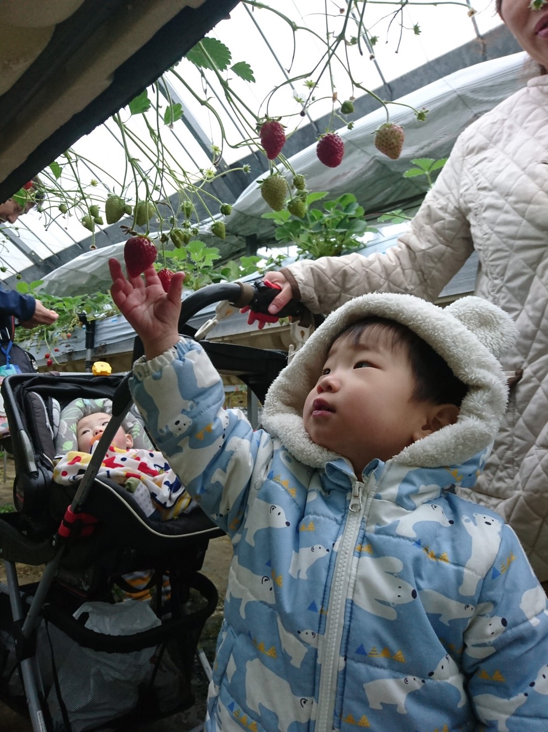 春の遠足1（いちご狩り）