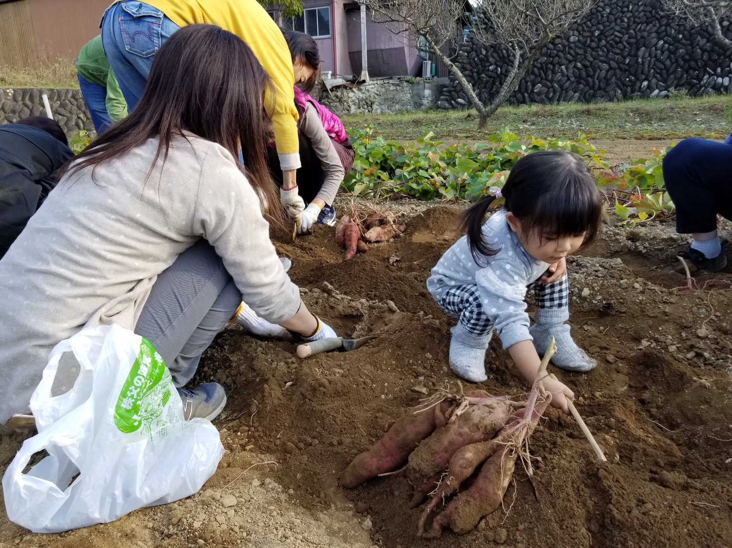 秋の遠足1（イモ掘り）